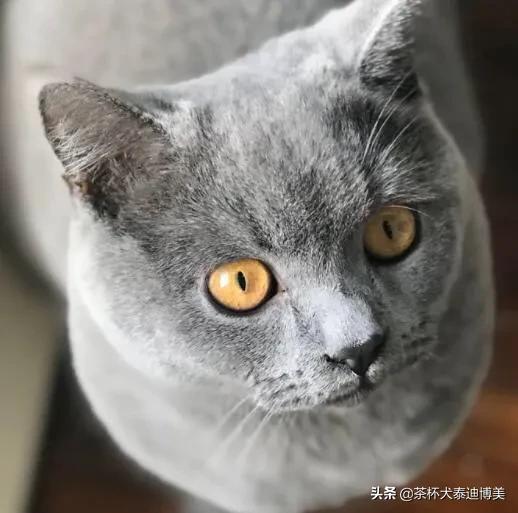 笼养猫的好处:宠物猫在农村家庭怎样正确放养？