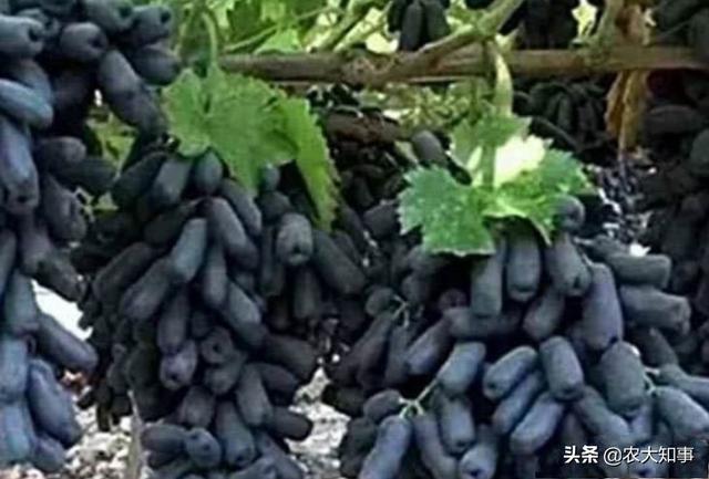 红乳葡萄缺点:蓝宝石葡萄优缺点是什么？都有哪些品种？
