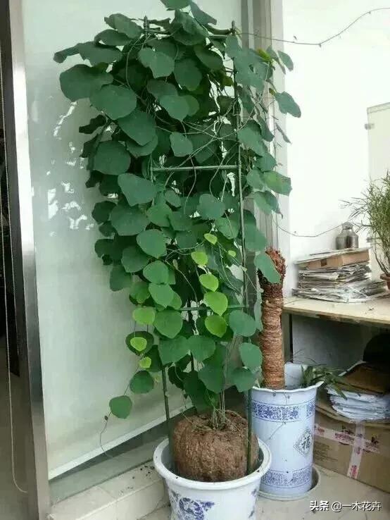 金不换植物爬藤:金不换种植时如何防虫害呢？