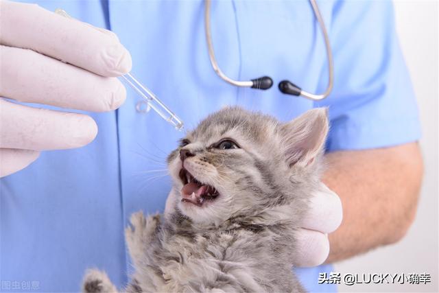 伯爵养猫记:收养了一只流浪猫，很小，有什么养猫方法？ 养猫记作文