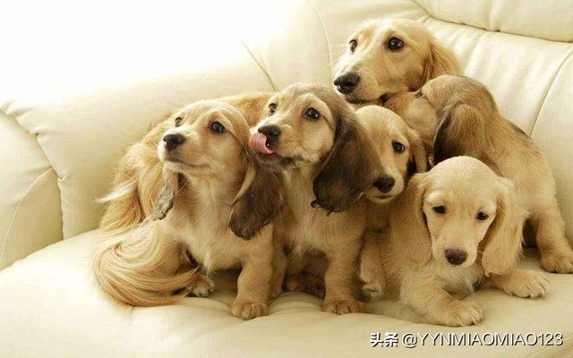 怎样选狗:不同狗的脾气都不一样，该如何挑选合适的汪呢？