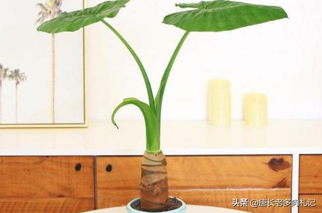 水培滴水观音施肥方法:如何让滴水观音的叶子越长越大？