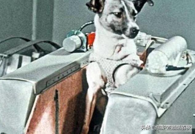 莱卡犬:64年前，苏联将一只3岁的小狗送入太空，是真的吗如今现状如何
