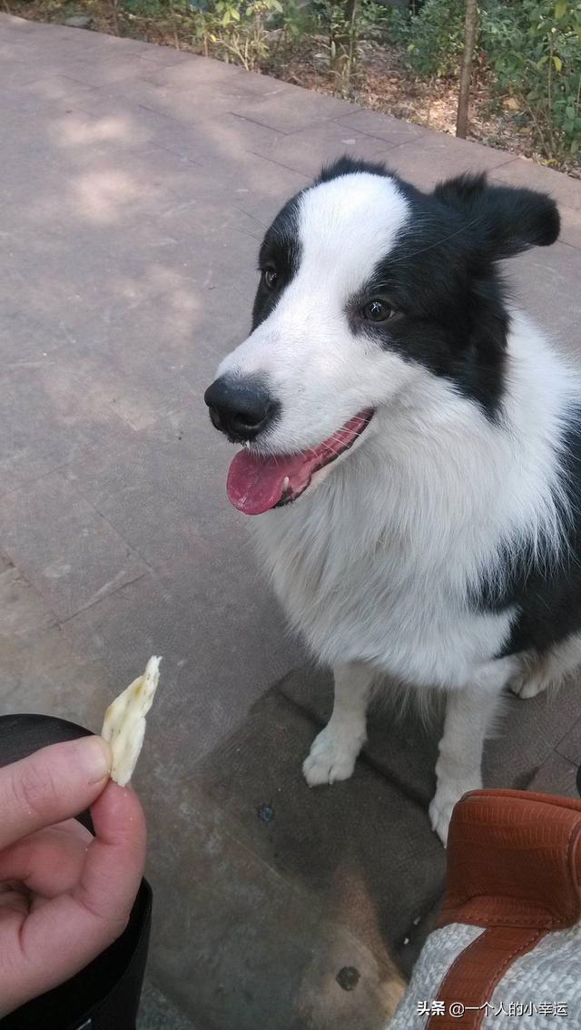 边境牧羊犬智商(边境牧羊犬智商相当于人几岁)