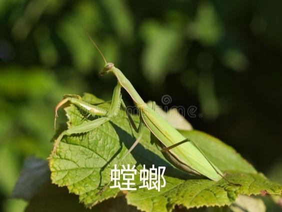 小时候神秘小飞机图片，农村的你们小时候这个玩过没，在树上很多