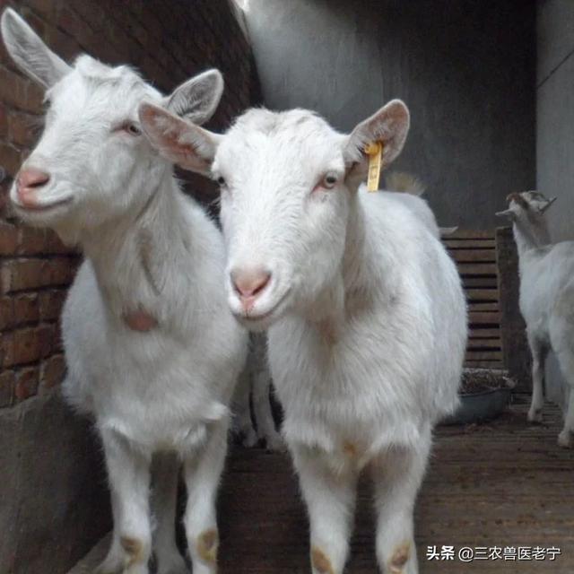 羊打针的正确部位图解,羊皮下针注射方法和位置？