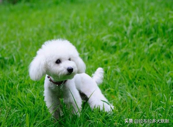 中型警卫犬:第一次养狗如何选择狗狗品种？