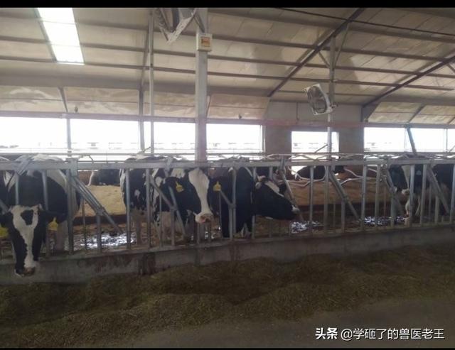 牛疾病百科大全:牛眼睛流血水是怎么回事？