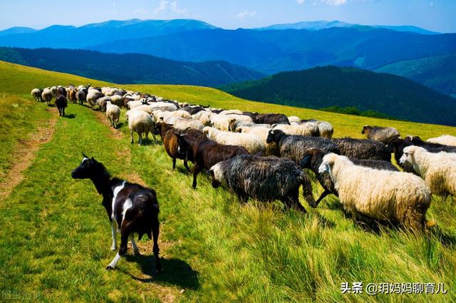 宝宝喝什么牌子羊奶粉好:宝宝九个月了想给他买款羊奶粉喝不知道哪个品牌好点？