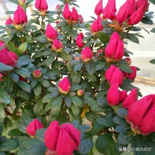 四季杜鹃花夏天怎么养:想要杜鹃花健康生长，在培育的时候，应该如何进行浇水和修剪？