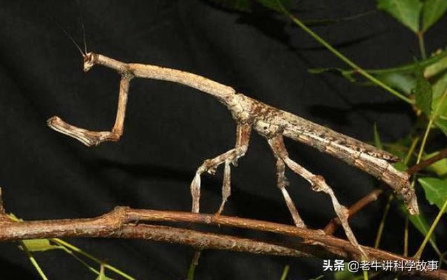 竹节虫图片:竹节虫有什么用？有哪些危害？