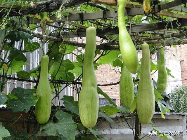 吊瓜子的功效:砍瓜是什么瓜？常吃对身体有哪些好处？