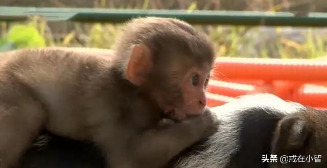 属猴跟属猪合不合,男属猪女属猴都是8月份的相配吗？