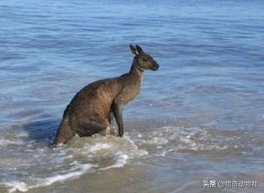 偃师市动物死亡:动物会不会出现自杀的情况？