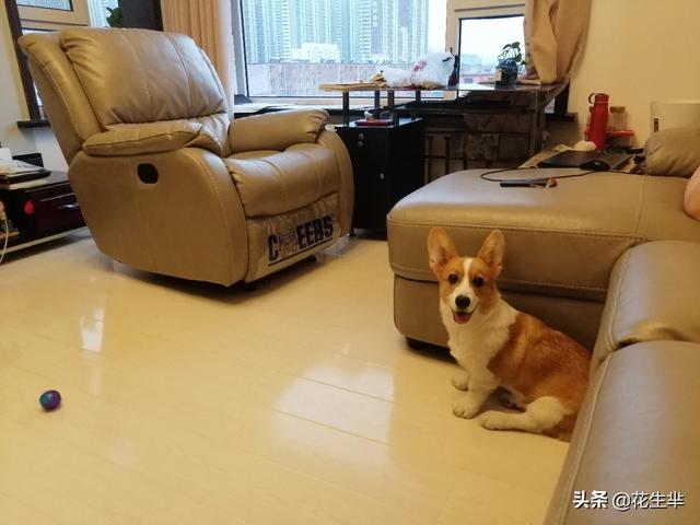 夏天给狗狗剃毛降温有用吗:夏天给狗狗剃毛降温有用吗蚂蚁 夏天夏天悄悄来临，狗狗该如何护理？