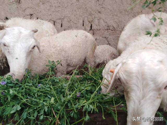 养殖什么好养又赚钱:我想回农村做养殖，请问养什么东西赚钱？