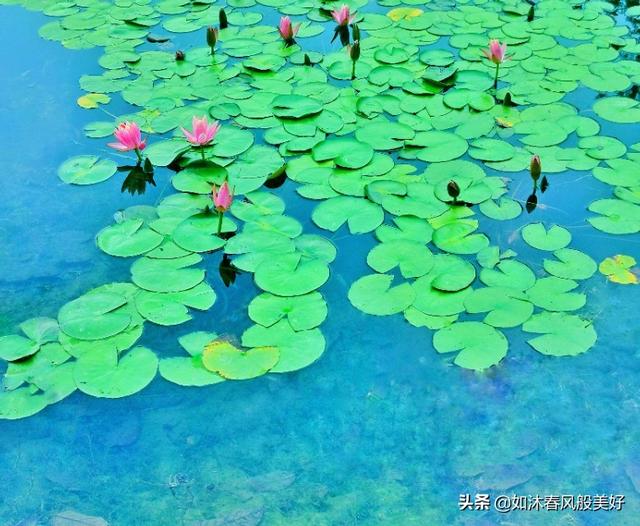 何花:何花为什么就是火不起来？