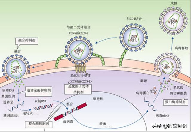 牛病毒种类:hpv病毒种类 人类什么时候才能消灭冠状病毒？