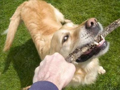 藏獒咬死主人:走路上被恶狗袭击，打狗头可以自救吗它的弱点在哪里
