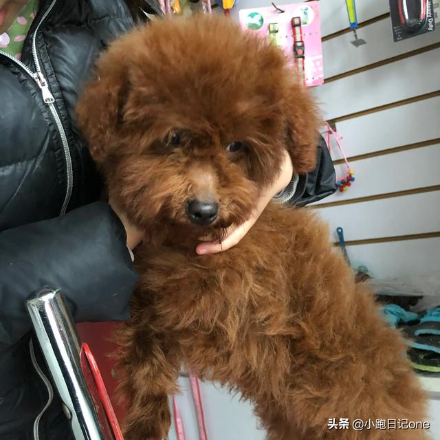 泰迪犬:有什么特点的泰迪犬，一般是会比较漂亮的呢？