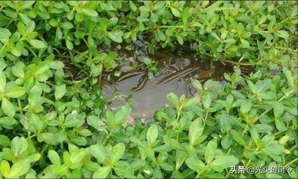 广东本地水草种类:草缸里不用加热棒、二氧化碳养的水草有哪些推荐？