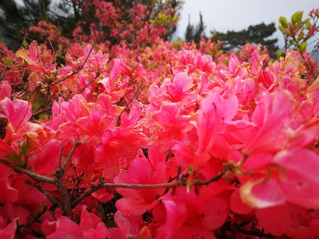 小狗种鲜花在线玩:为什么有些人玩游戏喜欢玩新区？
