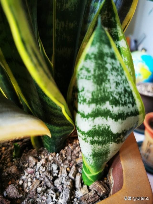 虎皮兰的养殖方法和注意事项:夏天室内怎么能养好虎皮兰？