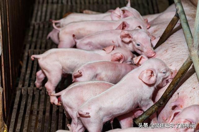 药物去势副作用:什么是化学阉割？对被阉割的人生殖有影响吗？