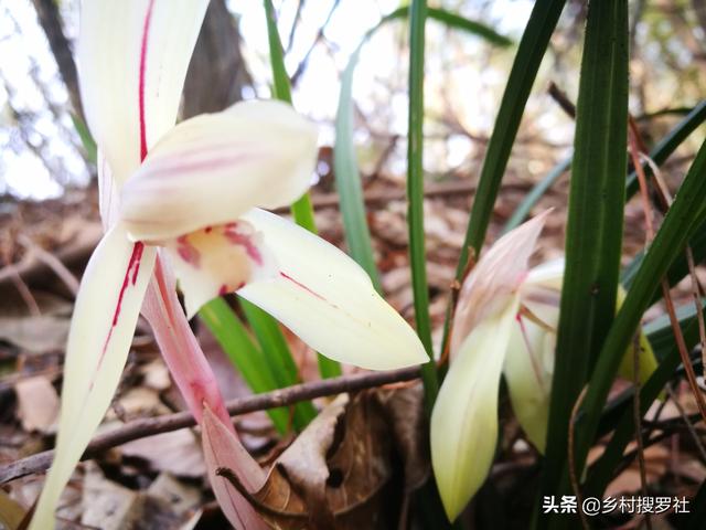 火焰兰多少钱一棵:“一株双色”的野生兰草到底值不值钱？