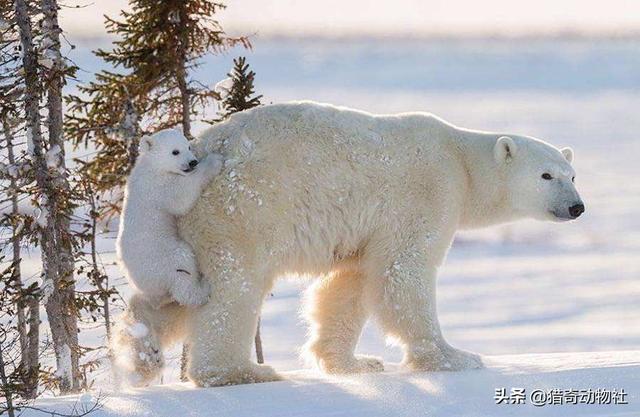 北极熊的皮肤是什么颜色,为什么北极熊会是白色的？