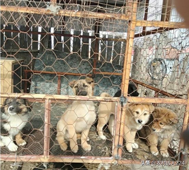 金源藏獒养殖基地:为什么曾经天价一只的藏獒现在一万一只都没人要？