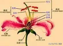 花瓣的各部分名称及作用:花的结构图和六个部分的名称及功能？
