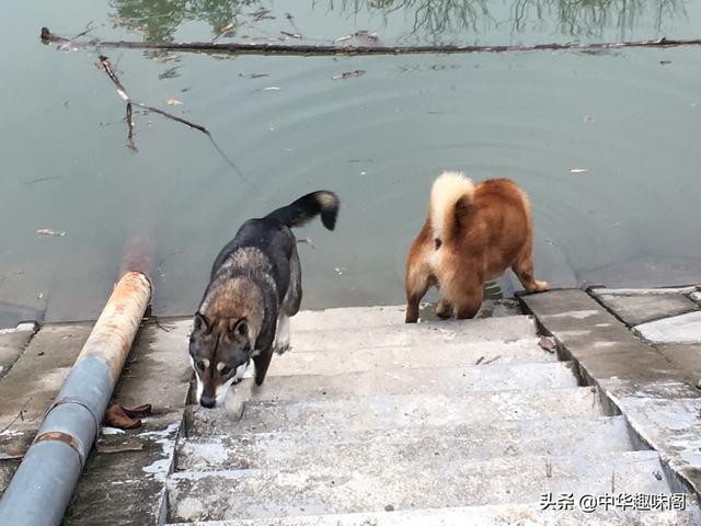 中华田园犬为什么禁养:如何看待安徽合肥拟禁养中华田园犬等将近40种犬种？