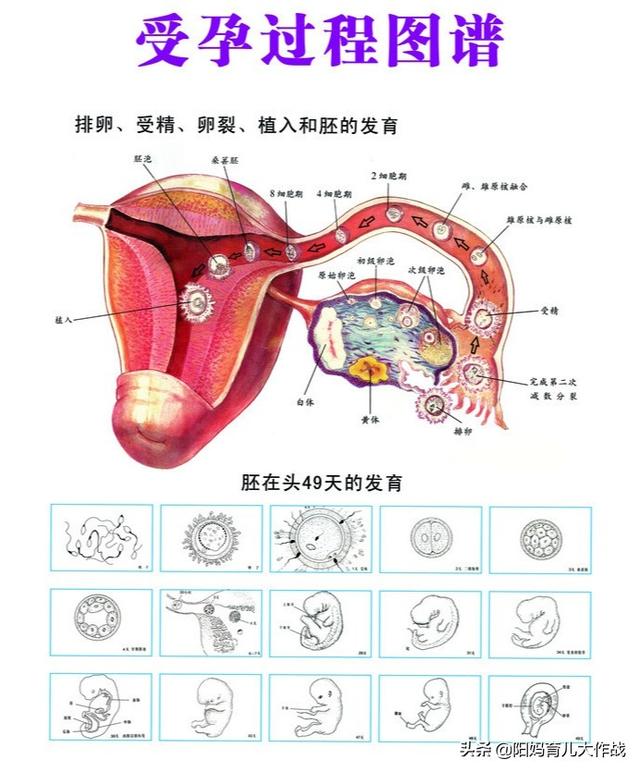 最容易怀孕的姿势图(备孕有什么“秘诀”，可以3个月接上“好孕”？