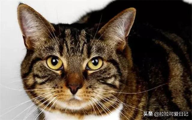 狸花猫宠物知识大全:中国狸花猫有什么优缺点呢？ 狸花猫花色大全