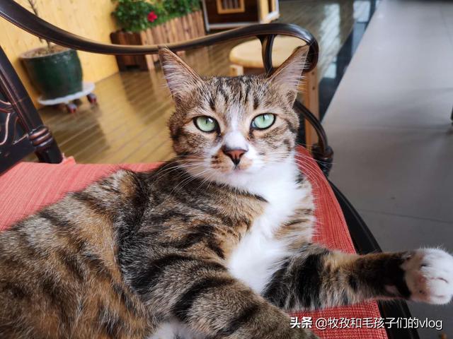 明堂养猫记第三集:面积小的房间适不适合养猫？猫真的很臭吗？