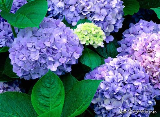 八仙花能用水插繁殖吗?:想在家里养一盆绣球花，如何快速扦插繁殖呢？