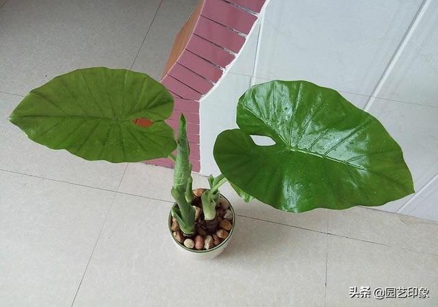 滴水观音图片:滴水观音好养吗？需要施肥吗？