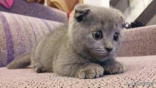 猫咪血尿可自己好么:猫咪得了尿结石，请问怎么治疗？