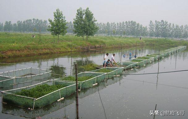 观赏水族疾病防治学:水产养殖常有中毒现象发生，该如何区分与应对？