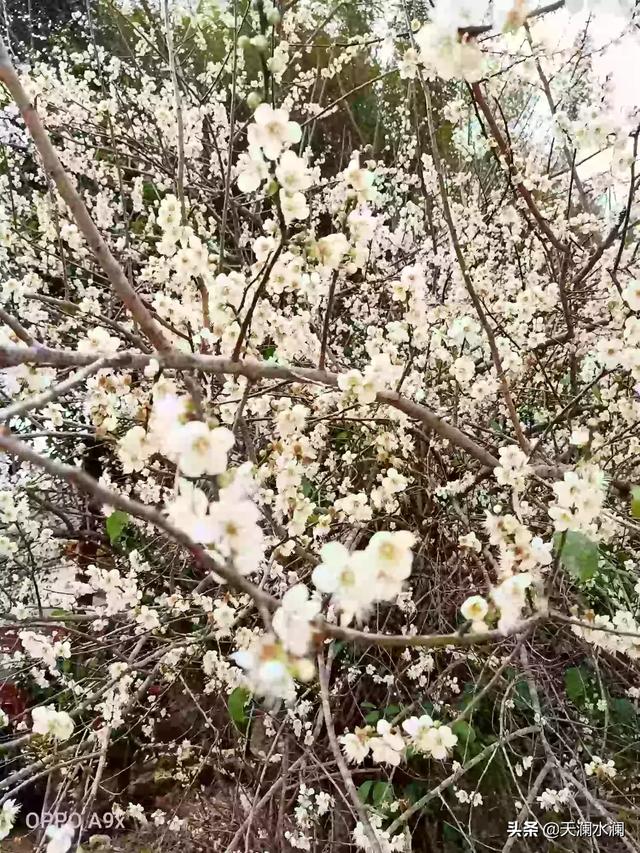 头条问答 2月4日立春 俗语 立春下雨是反春 啥意思 立春下雨好不好呢 25个回答