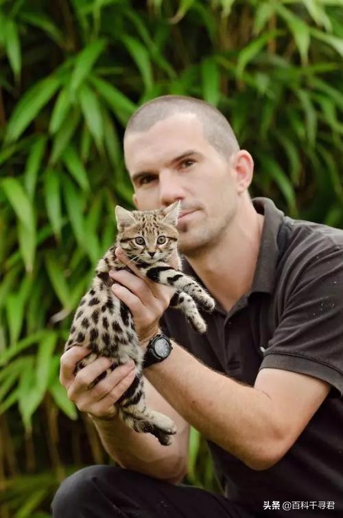 豹猫咪品种大全及图片:我国野生的豹猫还多吗？为什么？