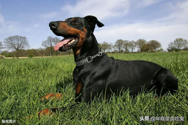 迷你笃宾犬好养吗:杜宾犬好不好养？有没有过来人分享经验？