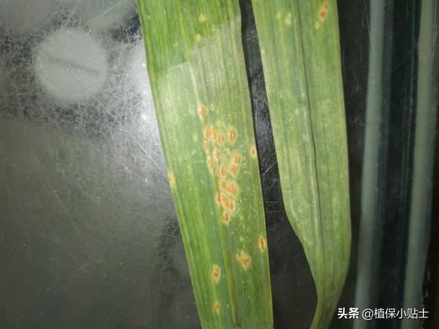 其他网友回答:大蒜叶子上长有黄斑,是大蒜黄斑病.