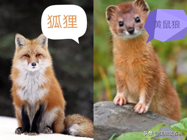 头条问答 - 黄鼠狼为什么有被称为"黄大仙"的迷信说法?(17个回答)
