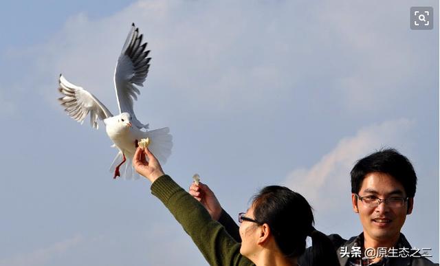 山东细狗抓兔子视频:山东细犬的战斗力怎么样？为什么？