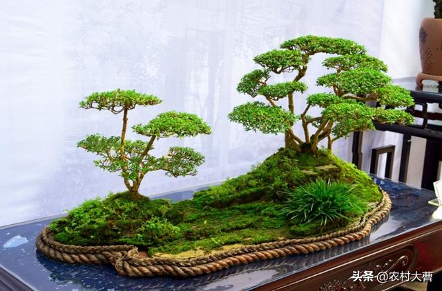 盆景五大流派:什么是岭南派盆景？岭南派盆景的艺术特色是什么？