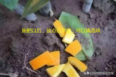 橘子皮泡水有什么作用:桔子皮泡水可以浇什么花？