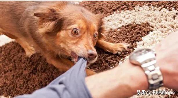 狗狂犬病的传播途径:狂犬病潜伏期的狗咬人可能会传染吗？ 猫狗狂犬病传播途径
