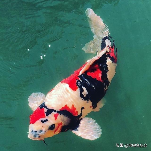 水族箱锦鲤鱼怎么养:请问鱼缸里的锦鲤怎样养才不容易死？